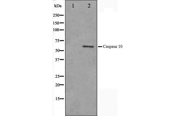 Caspase 10 antibody