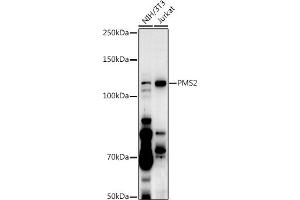 Western blot analysis of extracts of various cell lines, using PMS2 antibody  at 1:500 dilution.
