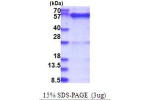 SDS-PAGE (SDS) image for GDP Dissociation Inhibitor 1 (GDI1) (AA 1-447) protein (His tag) (ABIN5853715)