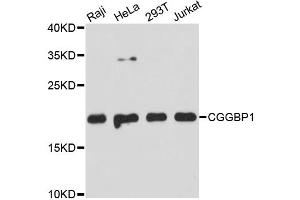 Western blot analysis of extracts of various cell lines, using CGGBP1 antibody (ABIN5972355) at 1:3000 dilution.