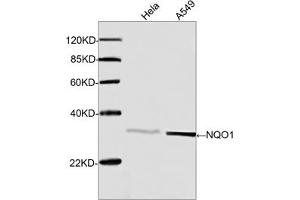 Western blot analysis of cell lysates using Rabbit Anti-NQO1 Polyclonal Antibody (ABIN399016, 1 µg/mL) The signal was developed with IRDyeTM 800 Conjugated Goat Anti-Rabbit IgG. (NQO1 antibody  (C-Term))