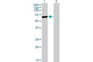 Western Blot analysis of CYP3A5 expression in transfected 293T cell line by CYP3A5 MaxPab polyclonal antibody. (CYP3A5 antibody  (AA 1-502))