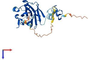 Neuralized E3 Ubiquitin Protein Ligase 3 (NEURL3) (AA 1-262) protein (His tag)
