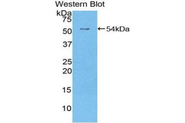 EGFR2 Antikörper  (AA 376-578) (FITC)