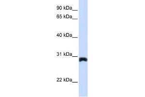 PEX11A antibody used at 1 ug/ml to detect target protein.