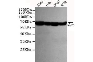 Western blot detection of Ku70 in Hela,A549,COS7 and K562 cell lysates using Ku70 mouse mAb (1:1000 diluted). (XRCC6 antibody)