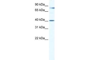 Western Blotting (WB) image for anti-TEA Domain Family Member 3 (TEAD3) antibody (ABIN2460727)