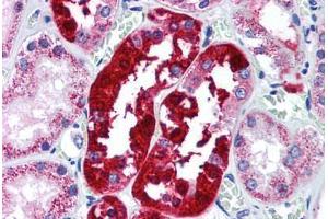 Human Kidney (formalin-fixed, paraffin-embedded) stained with ATG5 antibody ABIN296750 at 5 ug/ml followed by biotinylated goat anti-rabbit IgG secondary antibody ABIN481713, alkaline phosphatase-streptavidin and chromogen. (ATG5 antibody  (AA 1-50))
