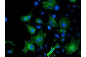 Anti-ARFGAP1 mouse monoclonal antibody (ABIN2454308) immunofluorescent staining of COS7 cells transiently transfected by pCMV6-ENTRY ARFGAP1 (RC206987). (ARFGAP1 antibody)