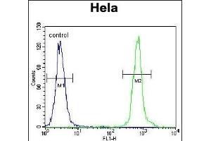 ZN Antibody (C-term) (ABIN655885 and ABIN2845286) flow cytometric analysis of Hela cells (right histogram) compared to a negative control cell (left histogram). (ZNF384 antibody  (C-Term))