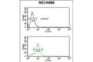 MUTYH Antibody (Center) (ABIN653106 and ABIN2842694) flow cytometric analysis of NCI- cells (bottom histogram) compared to a negative control cell (top histogram). (MUTYH antibody  (AA 341-367))