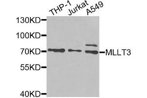 Western blot analysis of extracts of various cells, using MLLT3 antibody. (AF9 antibody)