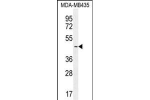 LEF1 Antibody (N-term) (ABIN655987 and ABIN2845371) western blot analysis in MDA-M cell line lysates (35 μg/lane). (LEF1 antibody  (N-Term))