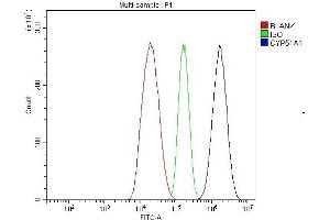 Flow Cytometry analysis of HepG2 cells using anti-CYP51A1/CYP51 antibody (ABIN7600046).