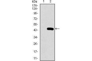 PCNA Antikörper  (AA 53-196)