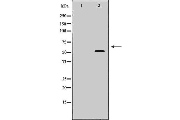 INA antibody  (Internal Region)