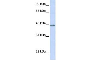 Western Blotting (WB) image for anti-Tetraspanin 10 (TSPAN10) antibody (ABIN2459350) (TSPAN10 antibody)