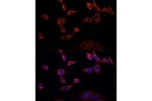 Immunofluorescence analysis of NIH-3T3 cells using WWOX Polyclonal Antibody  at dilution of 1:100 (40x lens). (WWOX antibody  (AA 1-120))