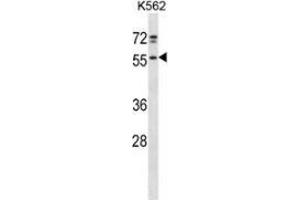 Western blot analysis in K562 cell line lysates (35ug/lane) using NFS  Antibody . (NFS1 antibody  (Middle Region))