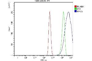 Flow Cytometry analysis of U251 cells using anti-RPS5 antibody (ABIN7599076). (RPS5 antibody  (AA 1-204))