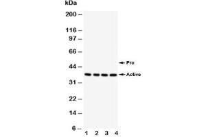 Western blot testing of Caspase-12 antibody;  Lane 1: PANC;  2: SMMC-7721;  3: A549;  4: HeLa (Caspase 12 antibody  (AA 71-84))