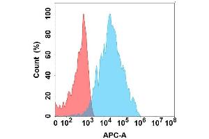 Flow cytometry analysis with Anti-B4G on Expi293 cells transfected with human B4G (Blue histogram) or Expi293 transfected with irrelevant protein (Red histogram). (B4GALT1 antibody)