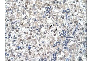 RTN2 antibody was used for immunohistochemistry at a concentration of 4-8 ug/ml.