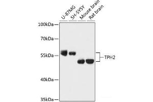Western blot analysis of extracts of various cell lines using TPH2 Polyclonal Antibody at dilution of 1:3000. (Tryptophan Hydroxylase 2 antibody)