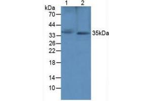 Figure. (SFRP1 antibody  (AA 8-153))