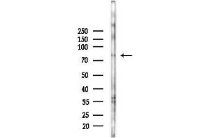 Western blot analysis of lysates from HUVEC cells(starvation 24h treatment), using Sumo1 Antibody at 1/1000 dilution.
