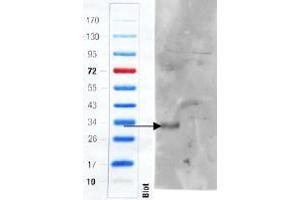 anti-ADGRE5 (C-Term) antibody