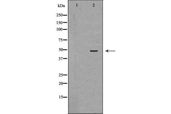 PEDF antibody  (C-Term)