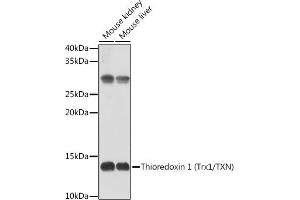 Western blot analysis of extracts of Rat liver, using Thioredoxin 1 (Trx1/TXN) antibody (ABIN6133954, ABIN6149719, ABIN6149721 and ABIN6213598) at 1:500 dilution. (TXN antibody  (AA 1-100))