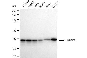 Western blotting analysis using MAP2K3 antibody (ABIN7799465).