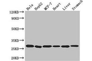 Western Blot Positive WB detected in: Hela whole cell lysate, HepG2 whole cell lysate, MCF-7 whole cell lysate, Mouse heart tissue, Mouse liver tissue, Mouse stomach tissue All lanes: PRDX3 antibody at 3.