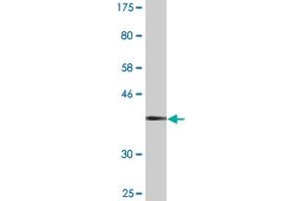 DPYSL2 antibody  (AA 470-571)