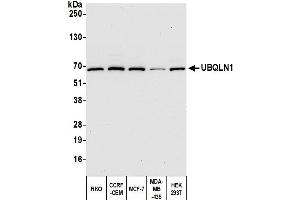 anti-Ubiquilin 1 (UBQLN1) (AA 1-50) antibody