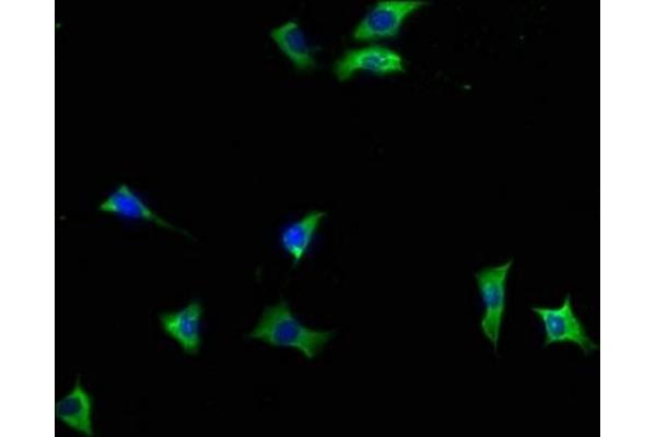 INPP5F antibody  (AA 187-204)