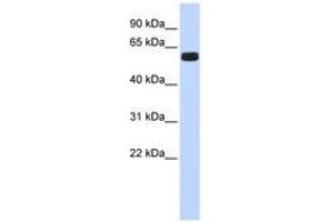 Image no. 1 for anti-Hypermethylated in Cancer 2 (HIC2) (AA 252-301) antibody (ABIN6740321) (HIC2 antibody  (AA 252-301))