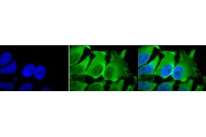 Immunocytochemistry/Immunofluorescence analysis using Mouse Anti-Hsc70 (Hsp73) Monoclonal Antibody, Clone 1F2-H5 (ABIN361800 and ABIN361801). (Hsc70 antibody)