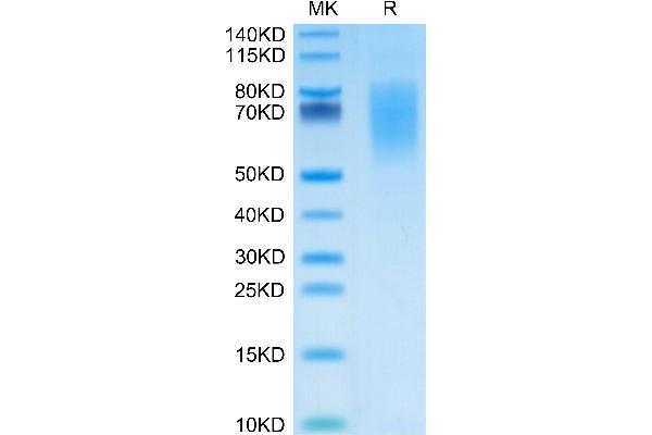 MUC16 Protein (AA 12660-12923) (His-Avi Tag)