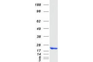 Validation with Western Blot (NME4 Protein (Myc-DYKDDDDK Tag))