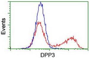 HEK293T cells transfected with either RC219658 overexpress plasmid (Red) or empty vector control plasmid (Blue) were immunostained by anti-DPP3 antibody (ABIN2454826), and then analyzed by flow cytometry. (DPP3 antibody)