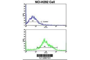 Flow cytometric analysis of NCI-H292 cells using MyoGEF Antibody (N-term)(bottom histogram) compared to a negative control cell (top histogram).