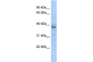 Western Blotting (WB) image for anti-Zinc Finger Protein 625 (ZNF625) antibody (ABIN2458447) (ZNF625 antibody)