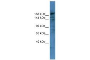 Image no. 1 for anti-Collagen, Type IV, alpha 6 (COL4a6) (AA 822-871) antibody (ABIN6746739) (COL4a6 antibody  (AA 822-871))
