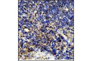 Image no. 3 for anti-Protein tyrosine Phosphatase, Receptor Type, C (PTPRC) (AA 1252-1282), (C-Term) antibody (ABIN357138) (CD45 antibody  (C-Term))