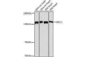 Western blot analysis of extracts of various cell lines, using DISC1 Rabbit mAb (ABIN7266799) at 1:1000 dilution. (DISC1 antibody)