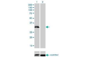 Western blot analysis of PLSCR3 over-expressed 293 cell line, cotransfected with PLSCR3 Validated Chimera RNAi (Lane 2) or non-transfected control (Lane 1). (PLSCR3 antibody  (AA 1-295))