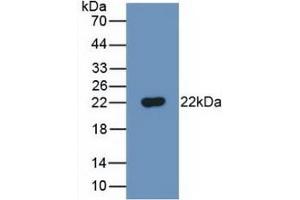 Western Blot; Sample: Recombinant FTH, Mouse. (FTH1 antibody  (AA 1-182))